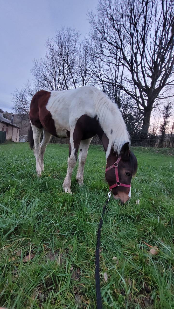 P&eacute;gase - Poulain  Pie