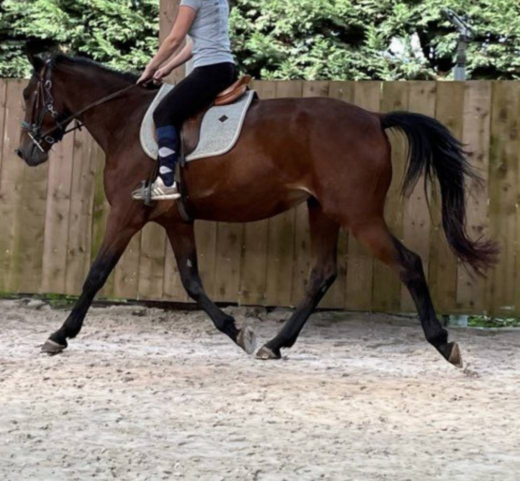 trotteur fran&ccedil;ais 6 ans 