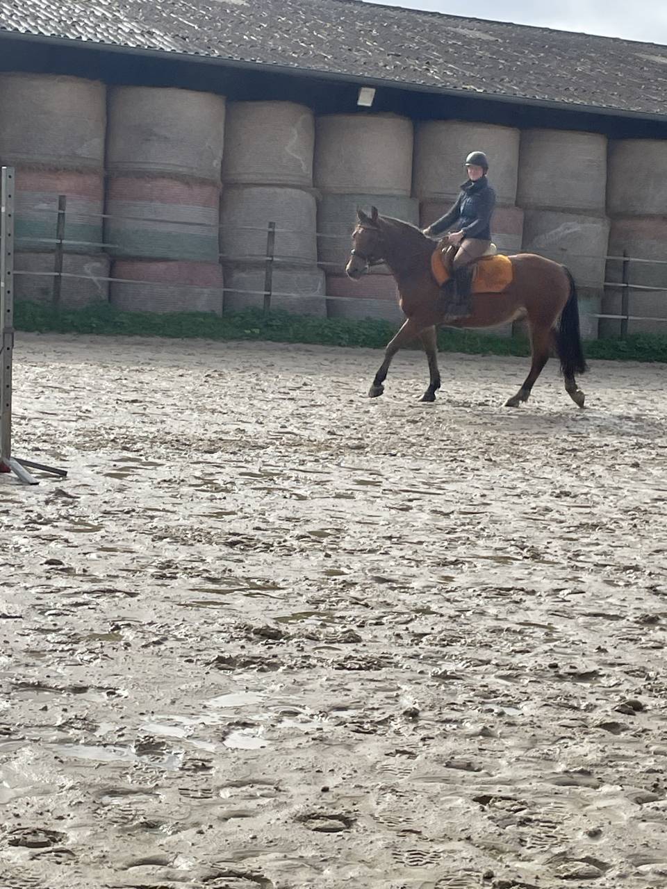 Vend Franche montagne oc 11 ans