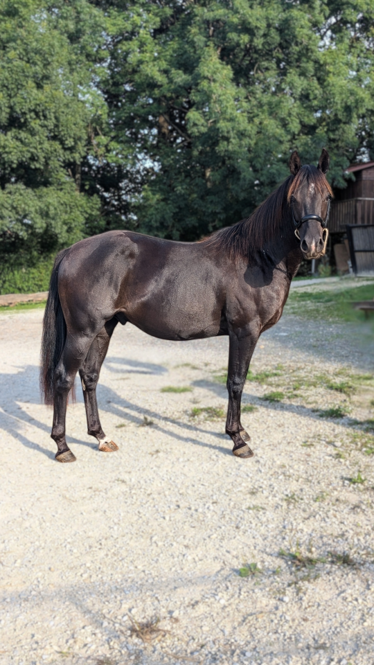 N' Joy, Superbe Quarter Horse M&acirc;le de 2 Ans au Caract&egrave;r