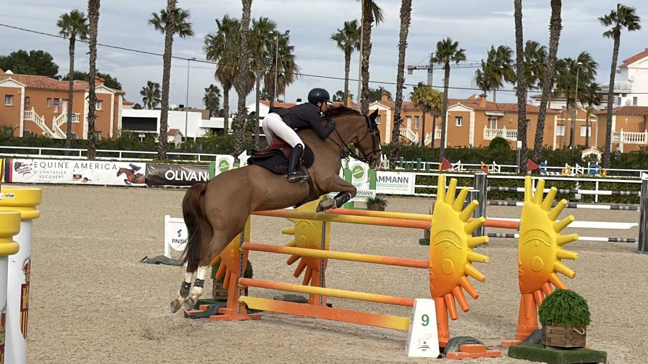 A vendre hongre de 9 ans 