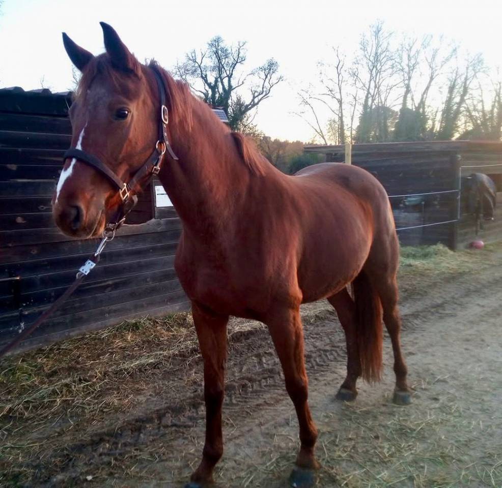 A vendre jument de 5 ans