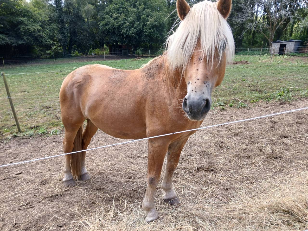 Vente Haflinger 