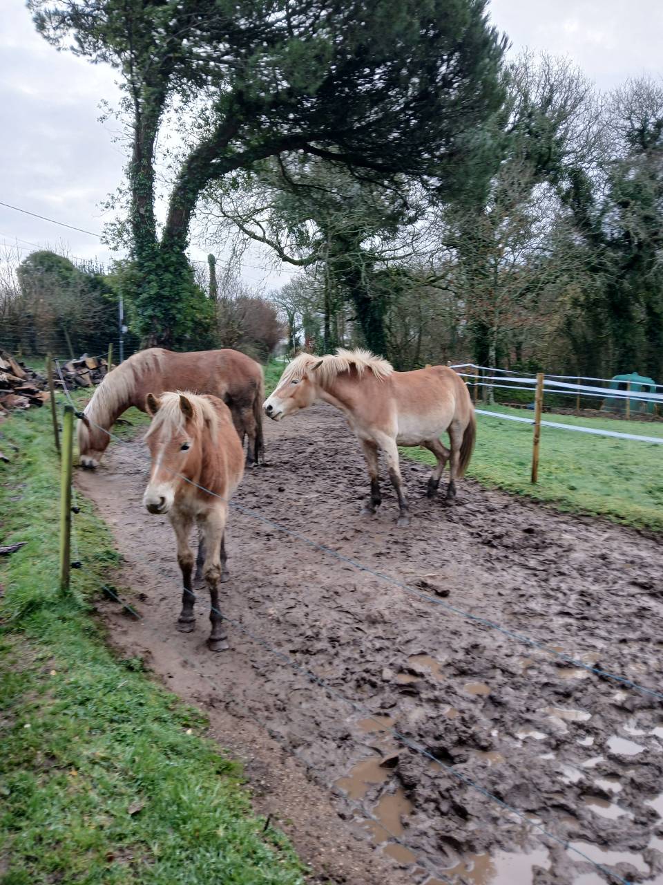 Vente poulain Haflinger 