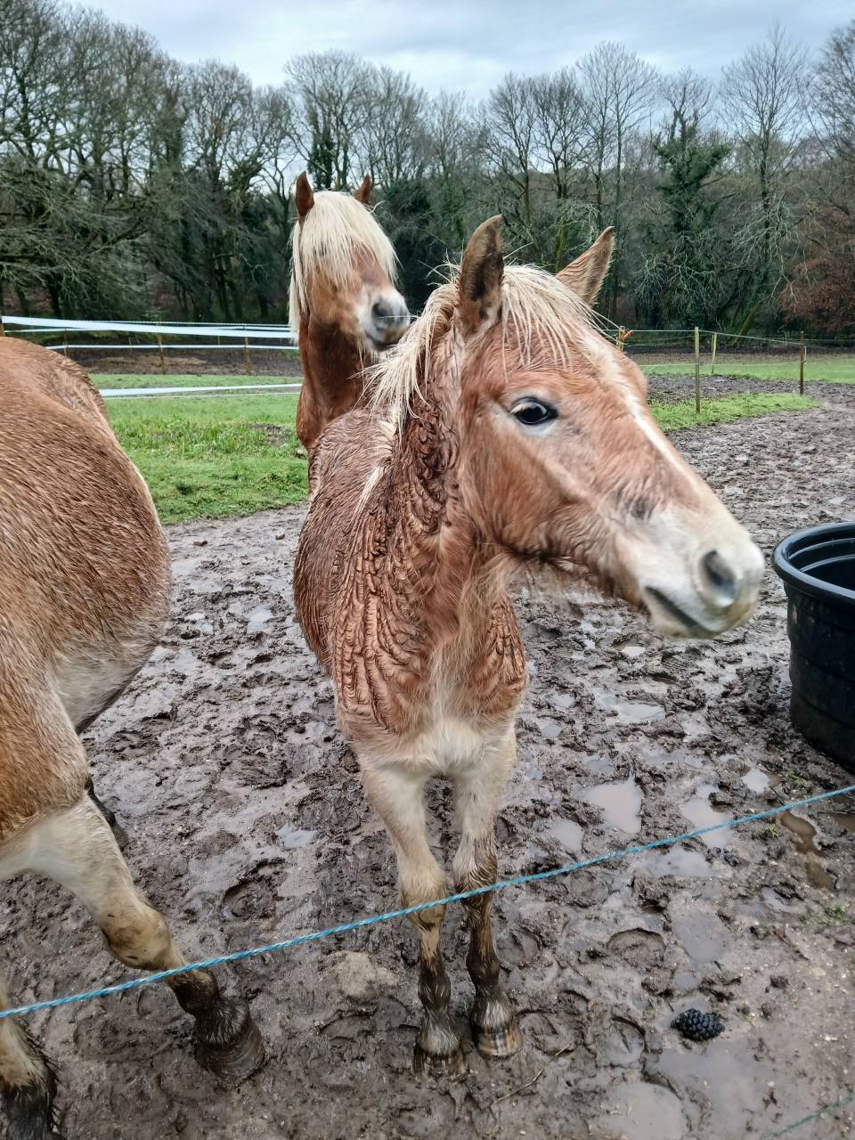 Vente poulain Haflinger 