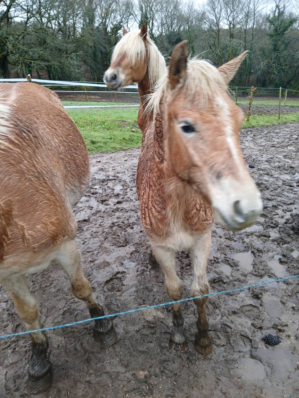 Vente poulain Haflinger 