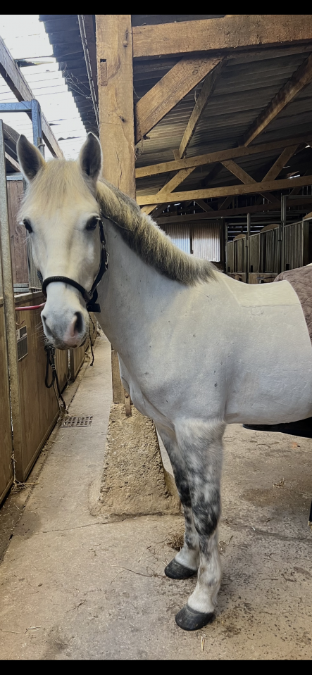 &Agrave; VENDRE OPPORTUNIT&Eacute; &Agrave; SAISIR - poney C