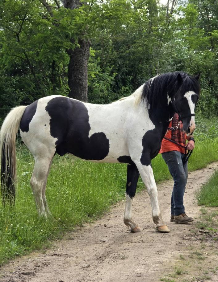 Saillie &eacute;talon pie noir homozygote OC PAINT