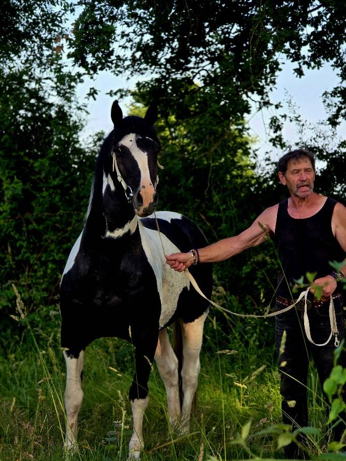 Saillie &eacute;talon pie noir homozygote OC PAINT