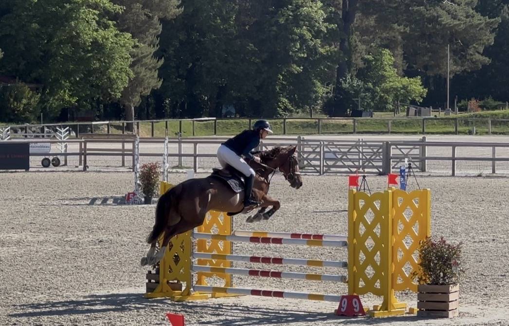 Hongre 9ans &agrave; finir de construire 