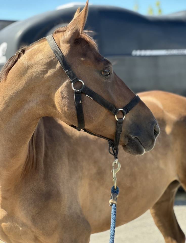 Hongre 9ans &agrave; finir de construire 