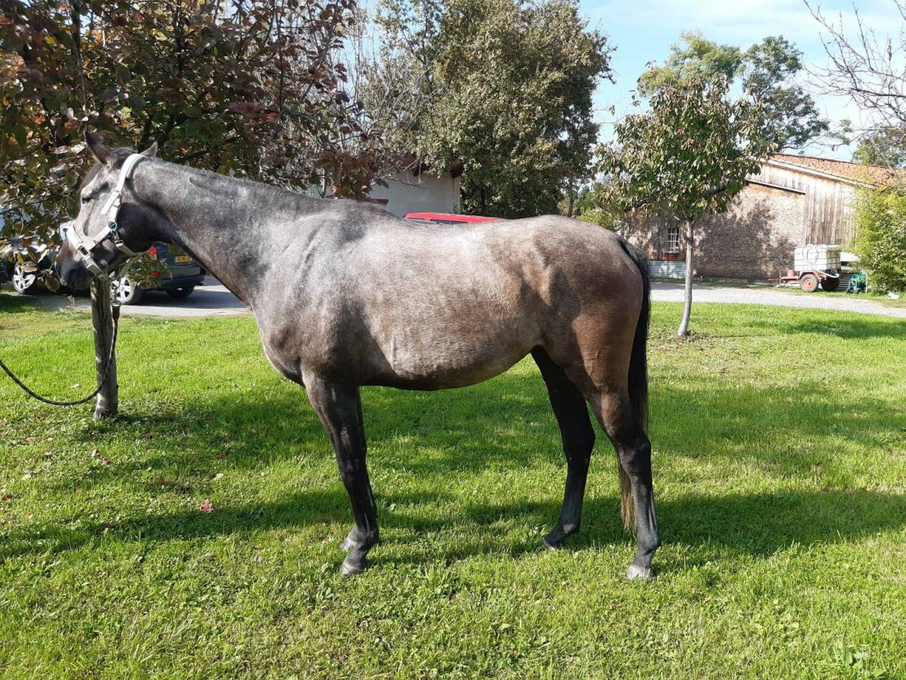 Hongre pur sang de 5 ans