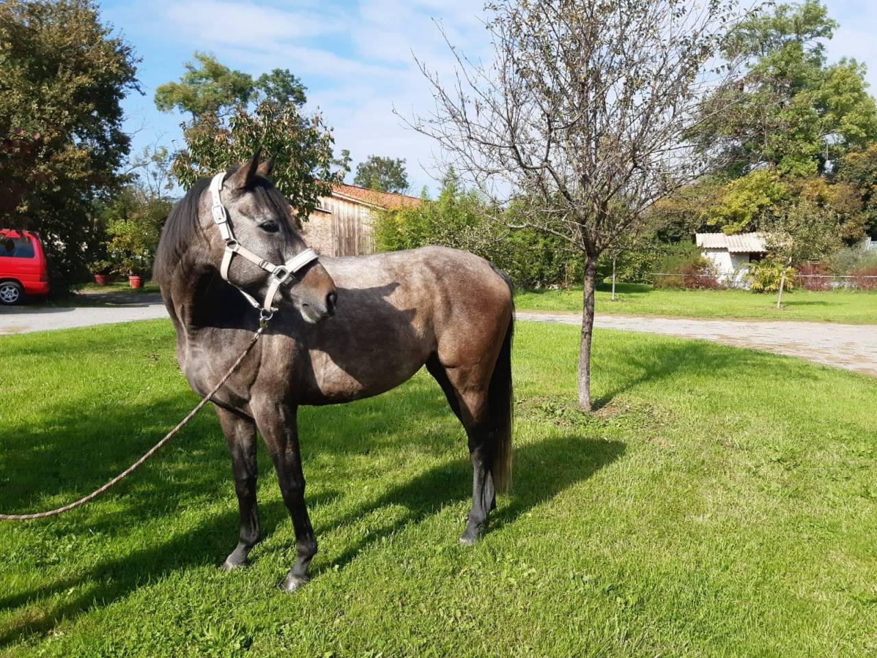 Hongre pur sang de 5 ans