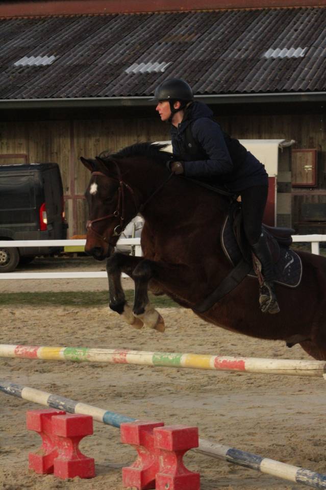 Petit Cheval de sport id&eacute;al club amateur