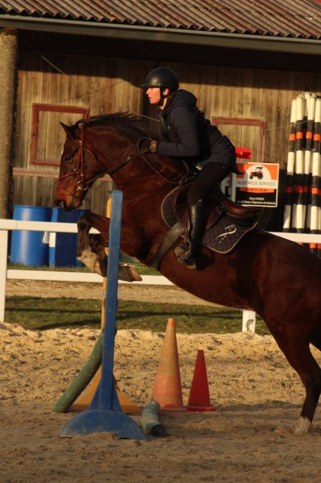 Petit Cheval de sport id&eacute;al club amateur