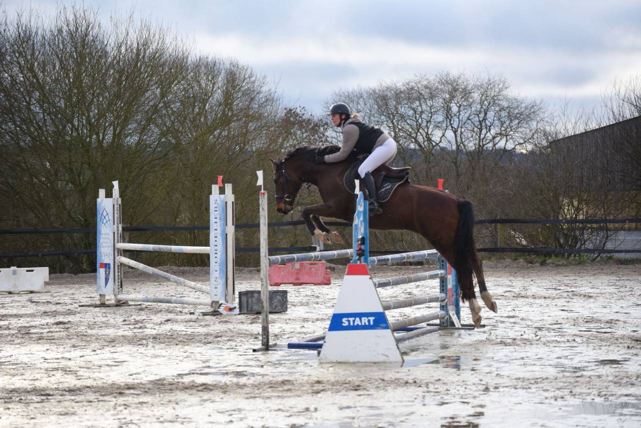 Petit Cheval de sport id&eacute;al club amateur