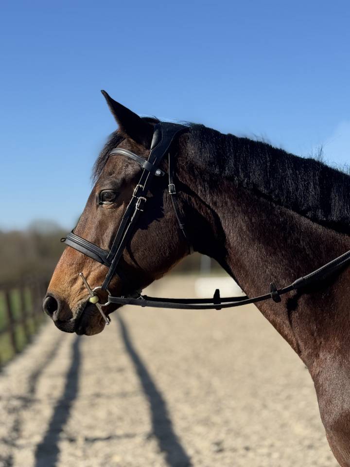 6 ans prometteur CSO-CCE