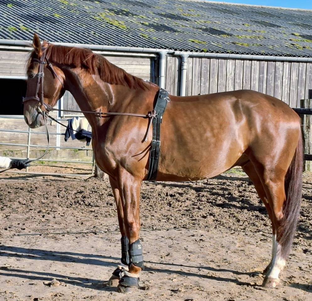 &Agrave; vendre &ndash; Hongre DWB (Danish Warmblood) &ndash; 6 ans (7 ans