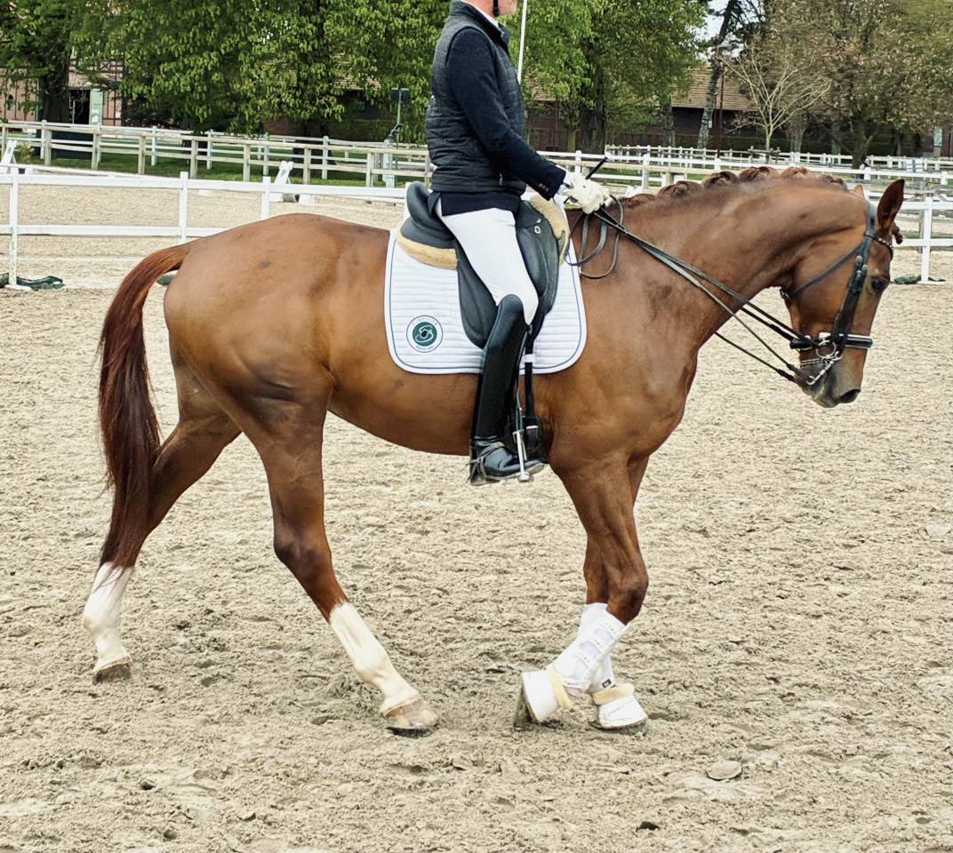 &Agrave; vendre &ndash; Hongre DWB (Danish Warmblood) - 7 ans