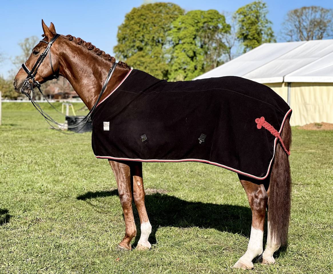 &Agrave; vendre &ndash; Hongre DWB (Danish Warmblood) - 7 ans