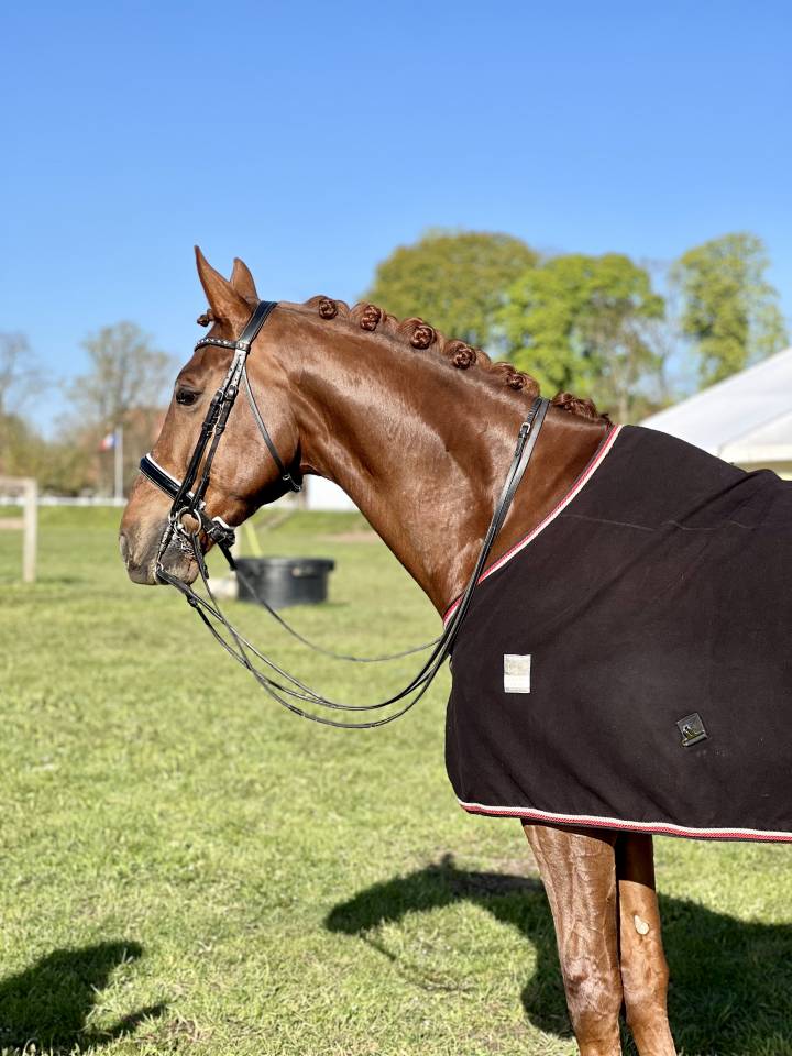 &Agrave; vendre &ndash; Hongre DWB (Danish Warmblood) - 7 ans