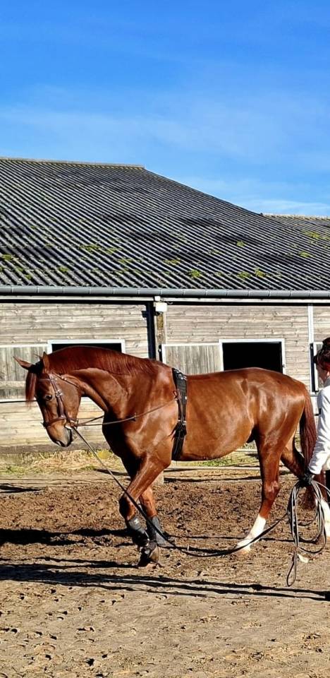 &Agrave; vendre &ndash; Hongre DWB (Danish Warmblood) - 7 ans