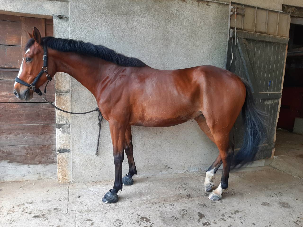 Jument pour sport ou &eacute;levage