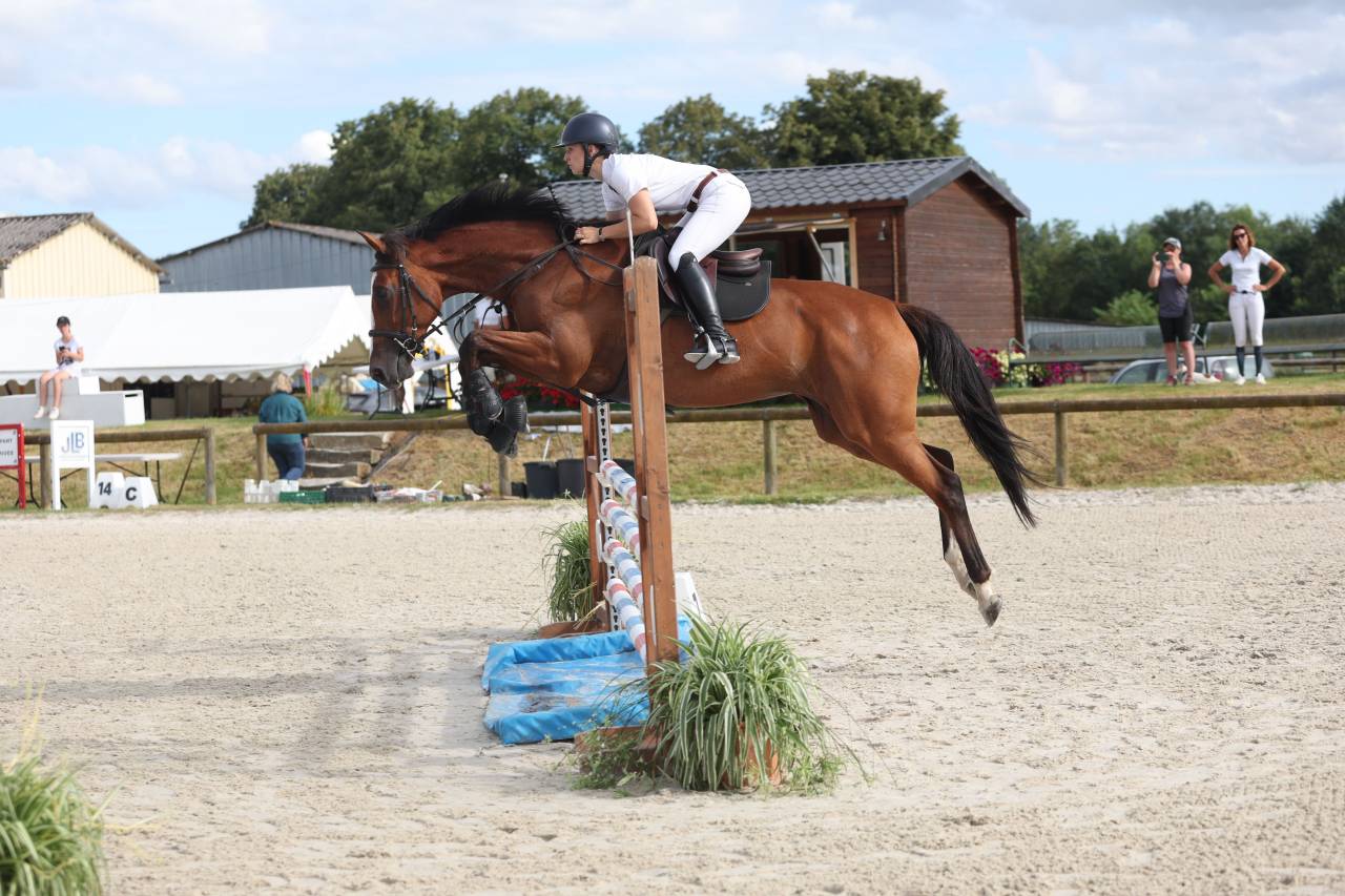 Jument pour sport ou &eacute;levage