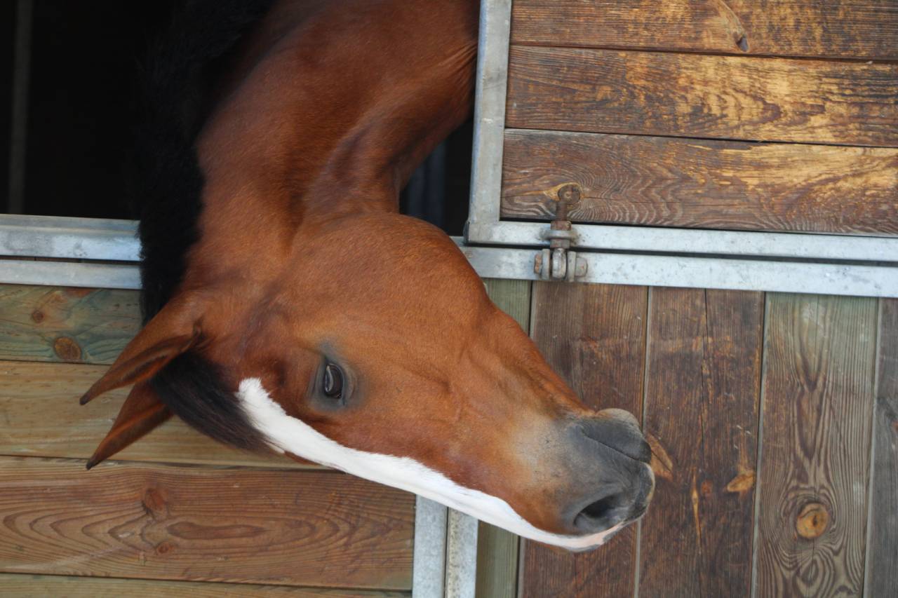 Jument pour sport ou &eacute;levage