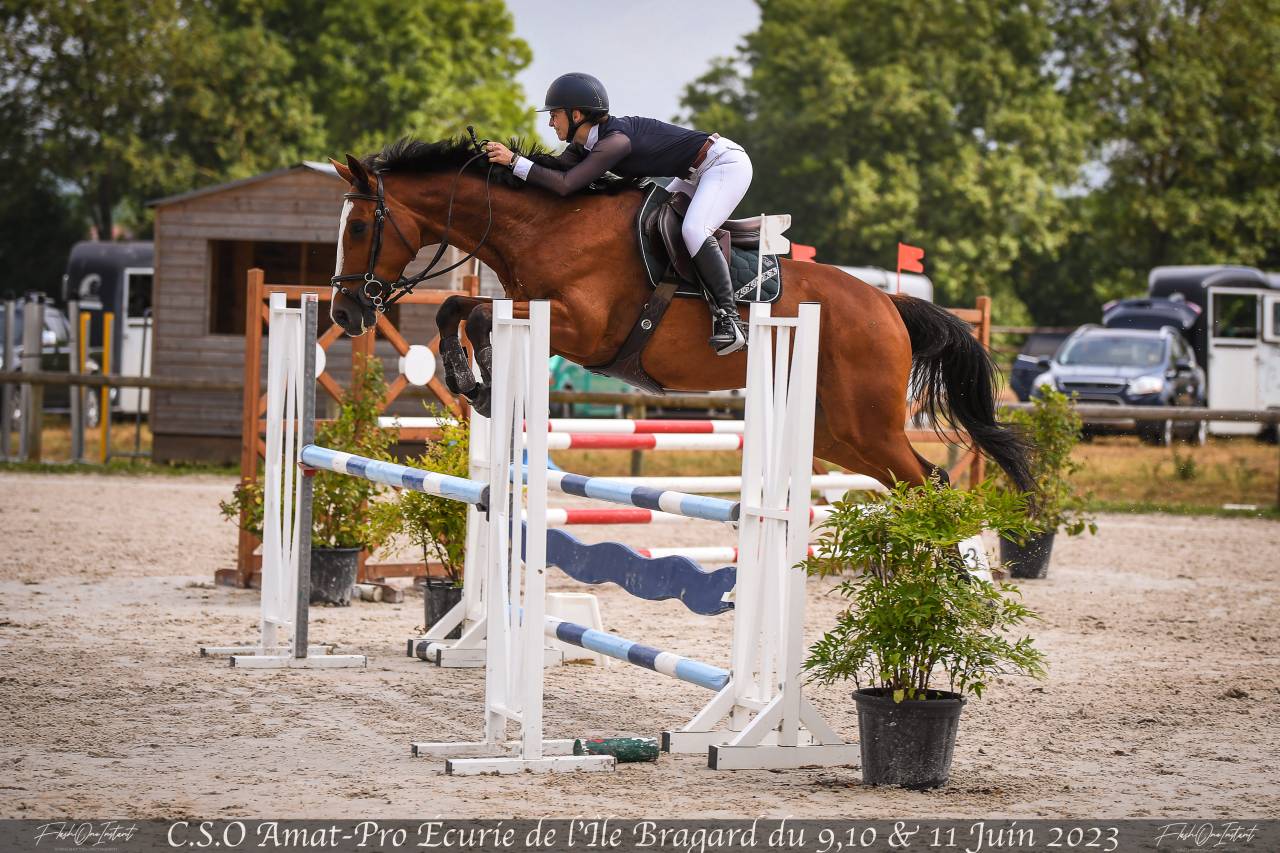 Jument pour sport ou &eacute;levage