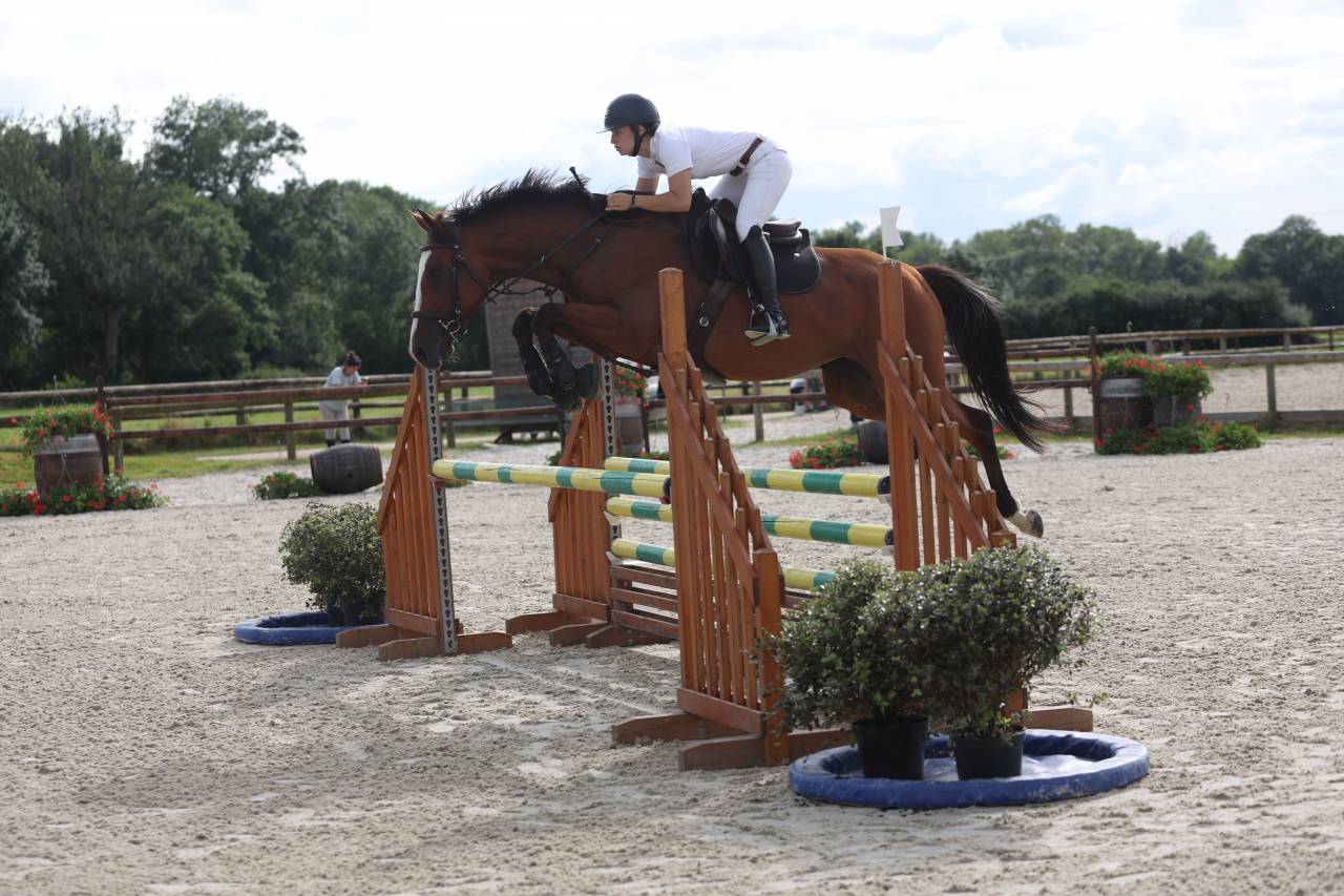 Jument pour sport ou &eacute;levage