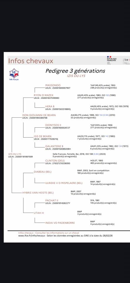 Jument pour sport ou &eacute;levage