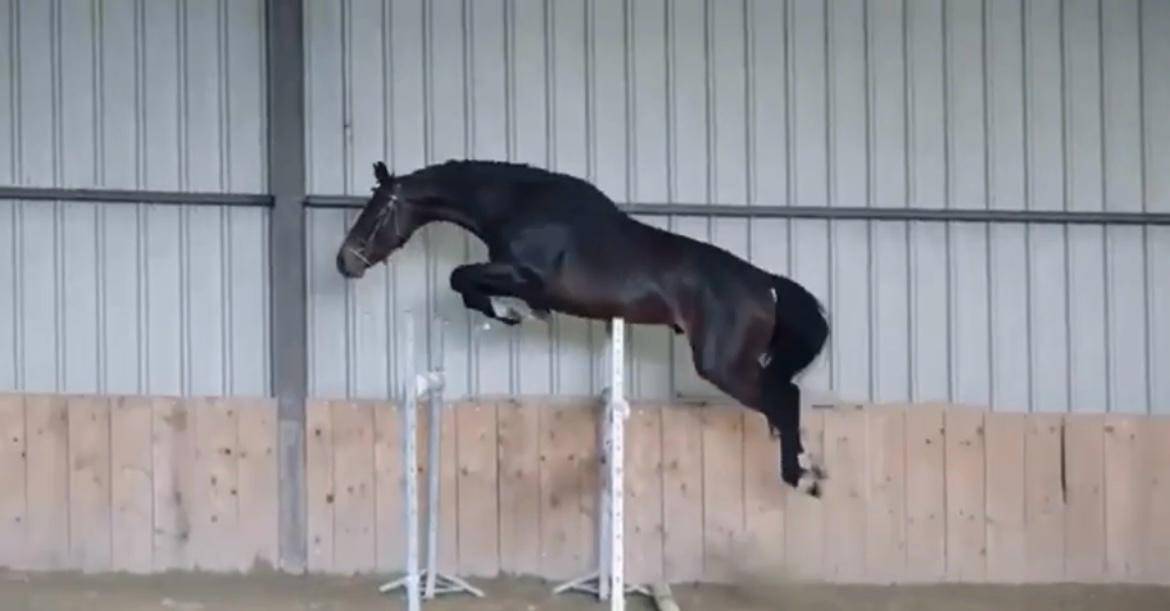 A Vendre Hongre de 7 ans par Kannan x Papillon Rouge