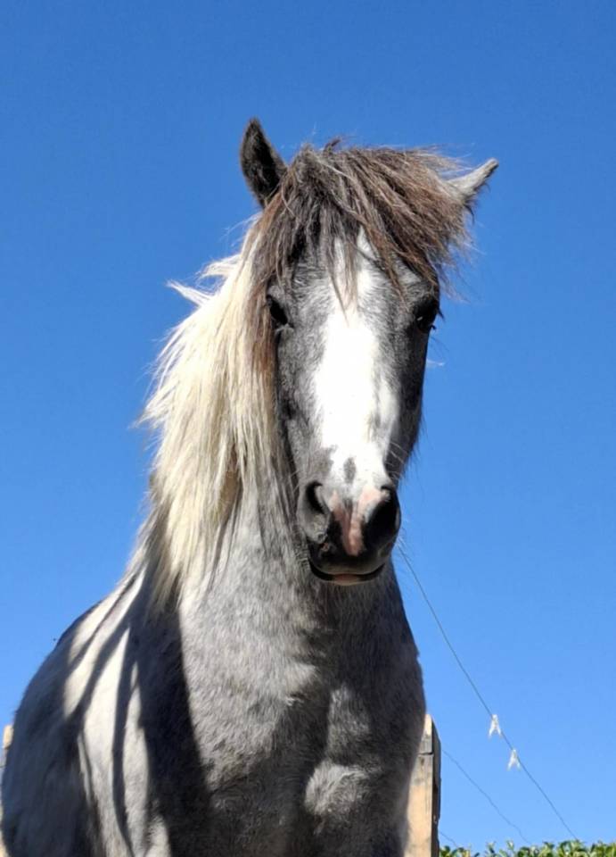 Nutella poney &eacute;talon 