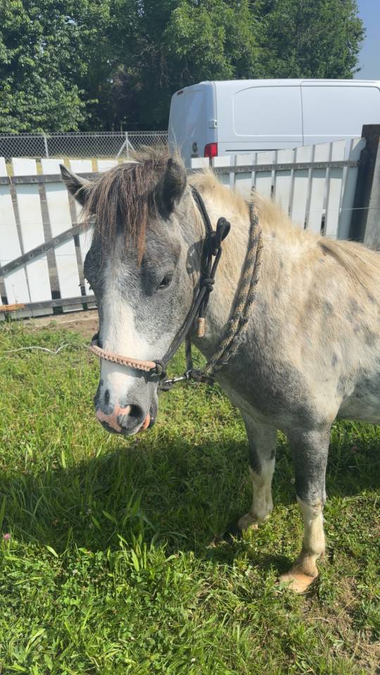 Nutella poney &eacute;talon 