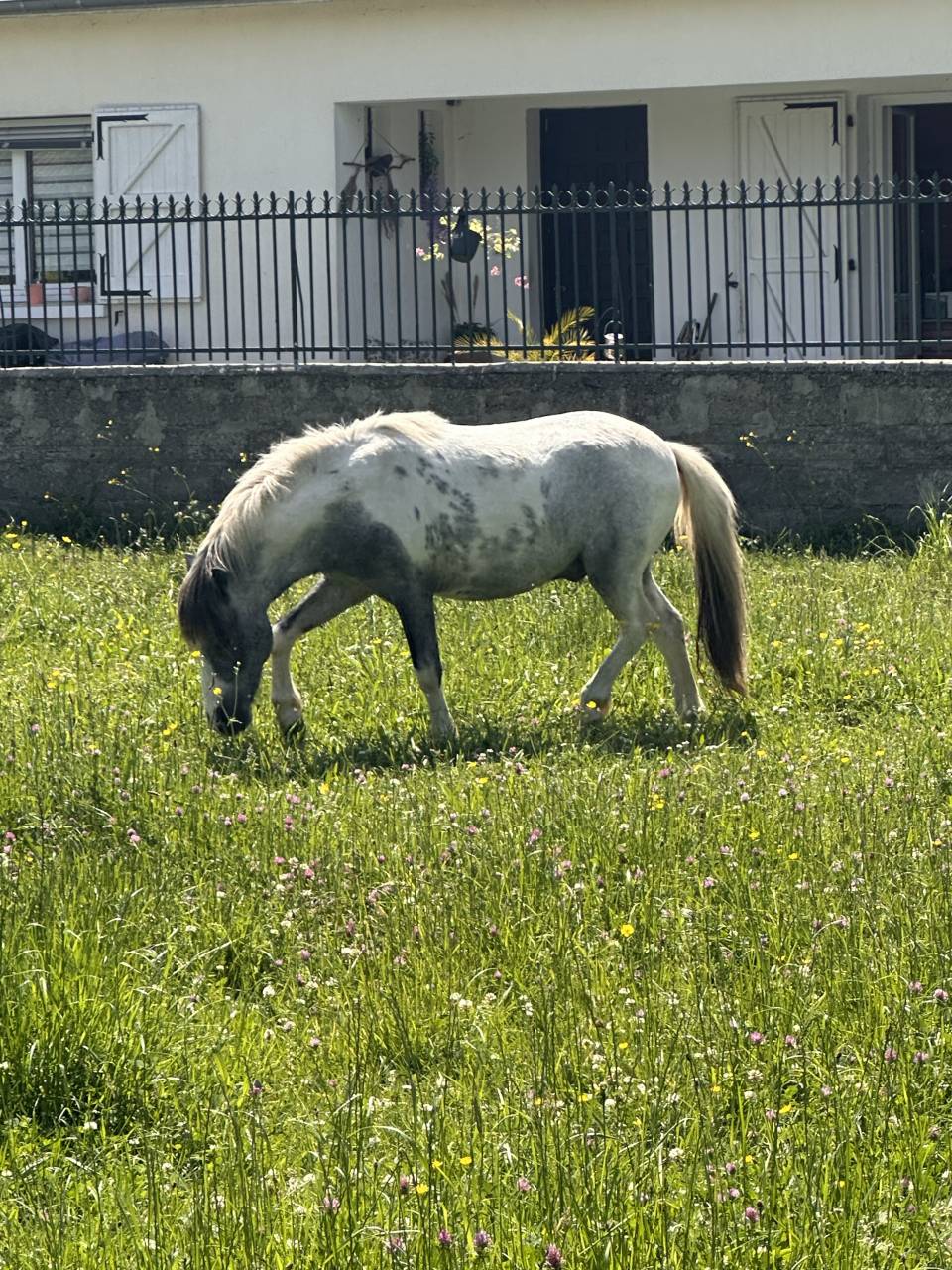 Nutella poney &eacute;talon 