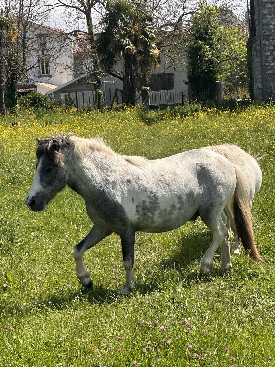 Nutella poney &eacute;talon 