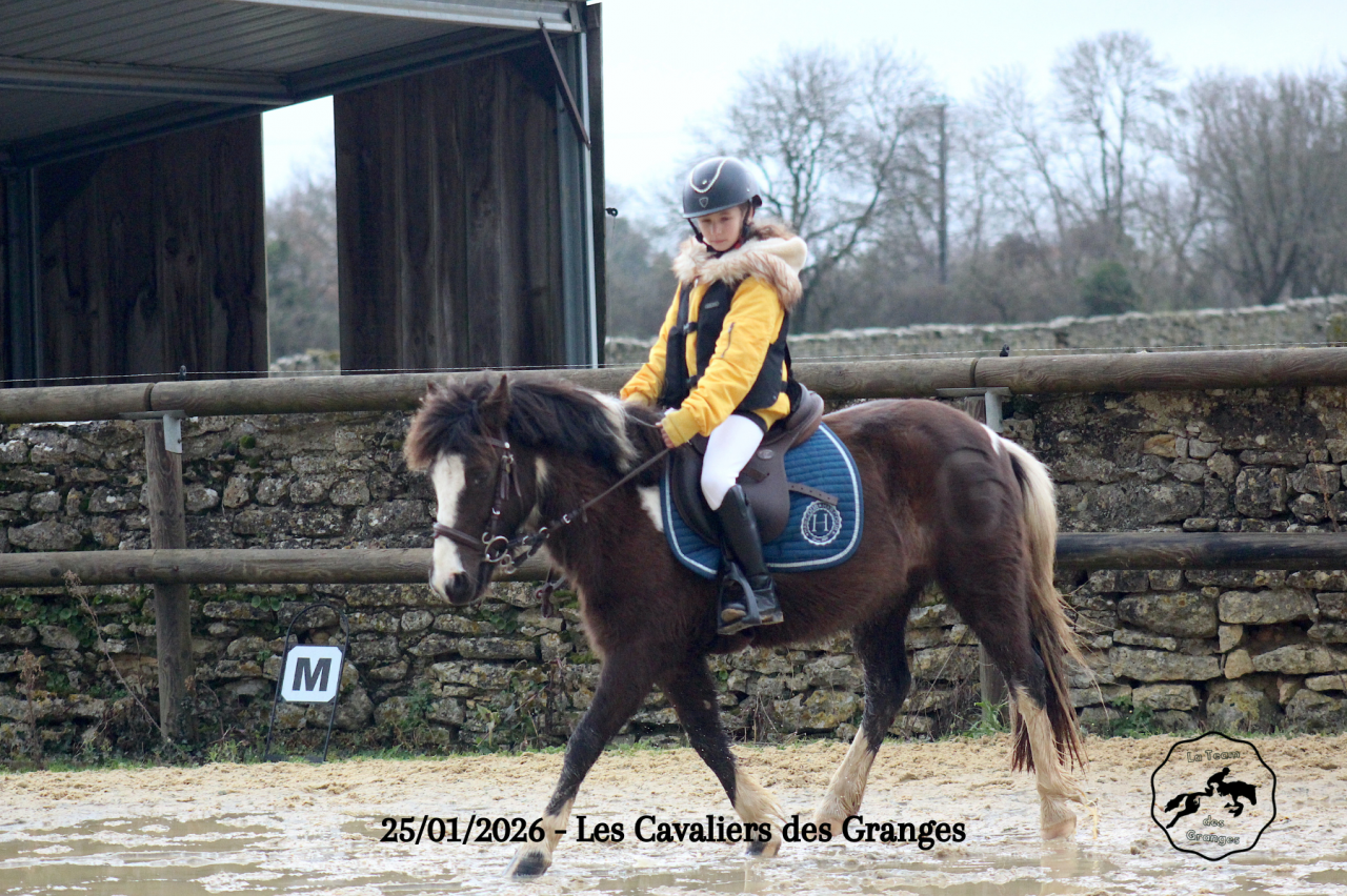 Poney B
