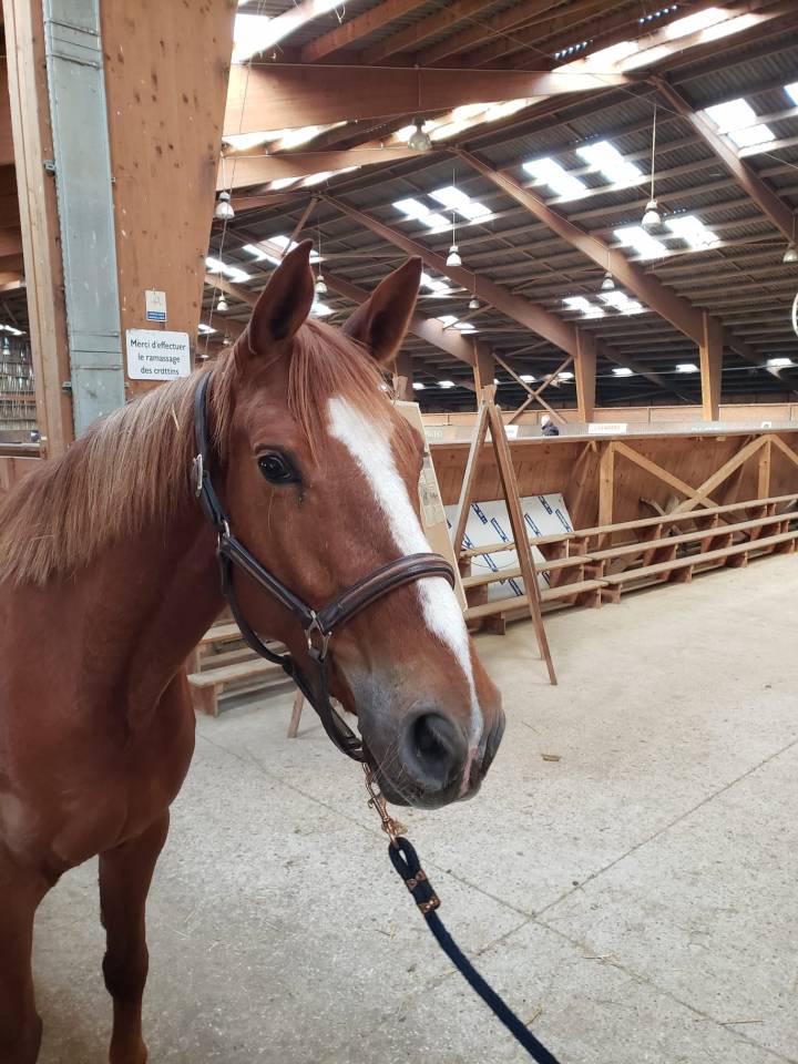 poulini&egrave;re par piece of cake 5 ans