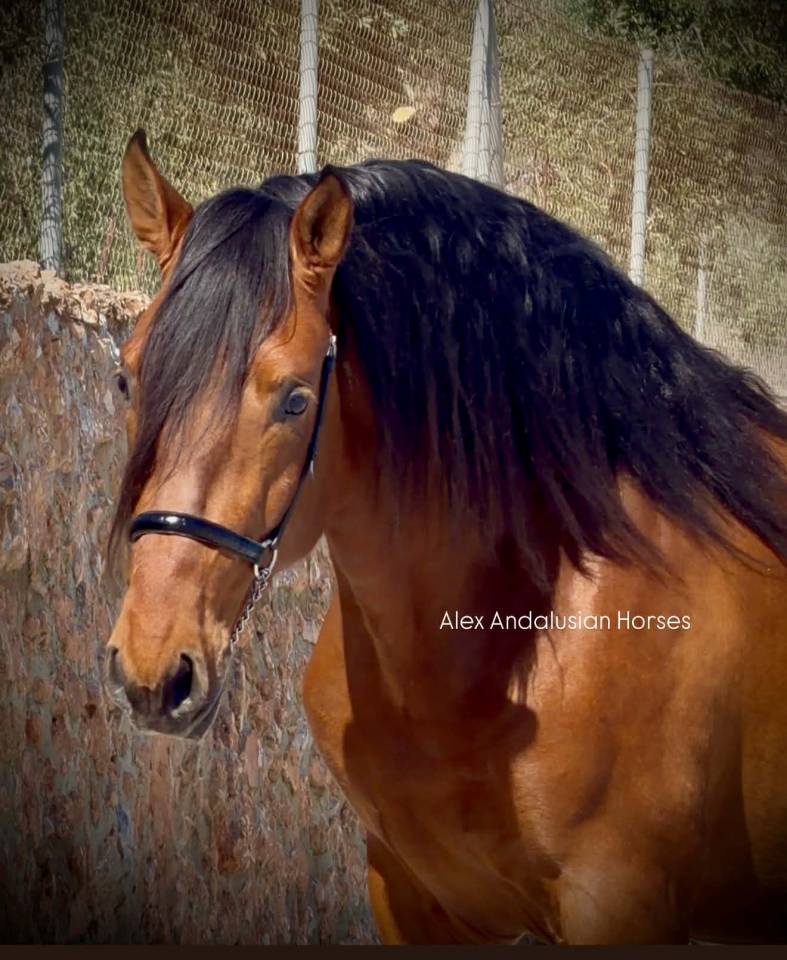 Magnifique et tres baroque PRE