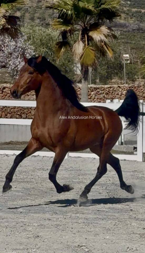 Magnifique et tres baroque PRE