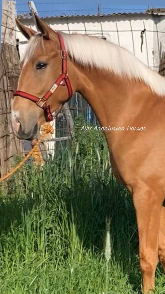 Splendide lusitano palomino dore