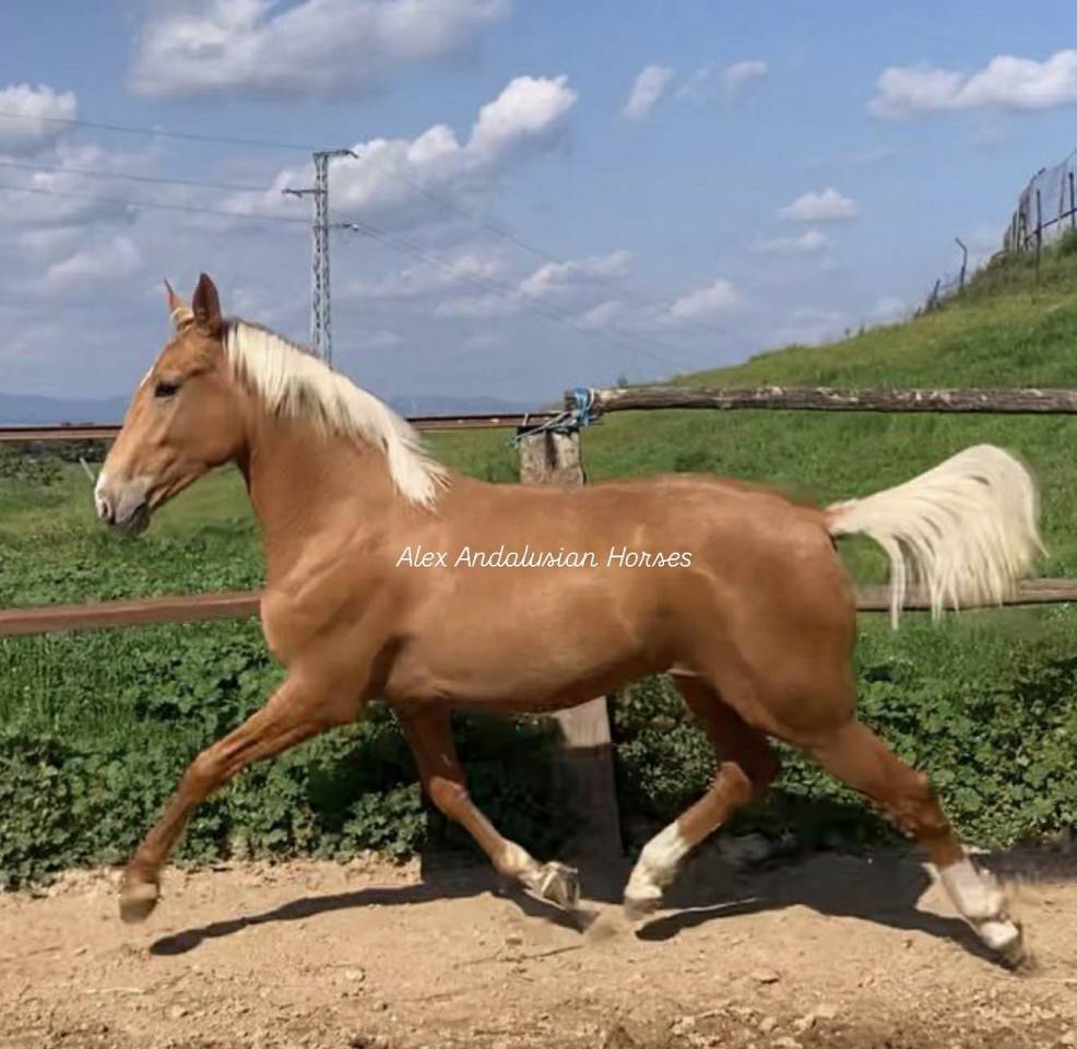 Splendide lusitano palomino dore