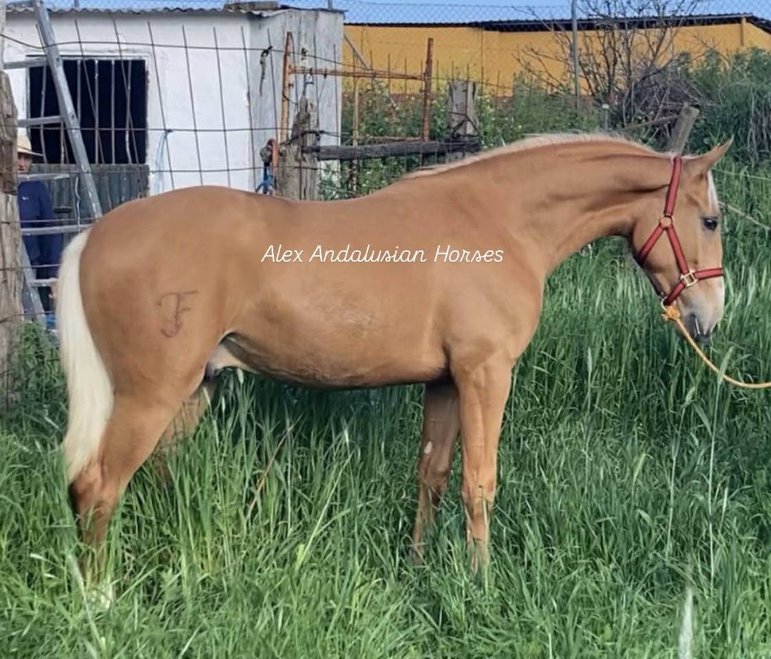 Splendide lusitano palomino dore