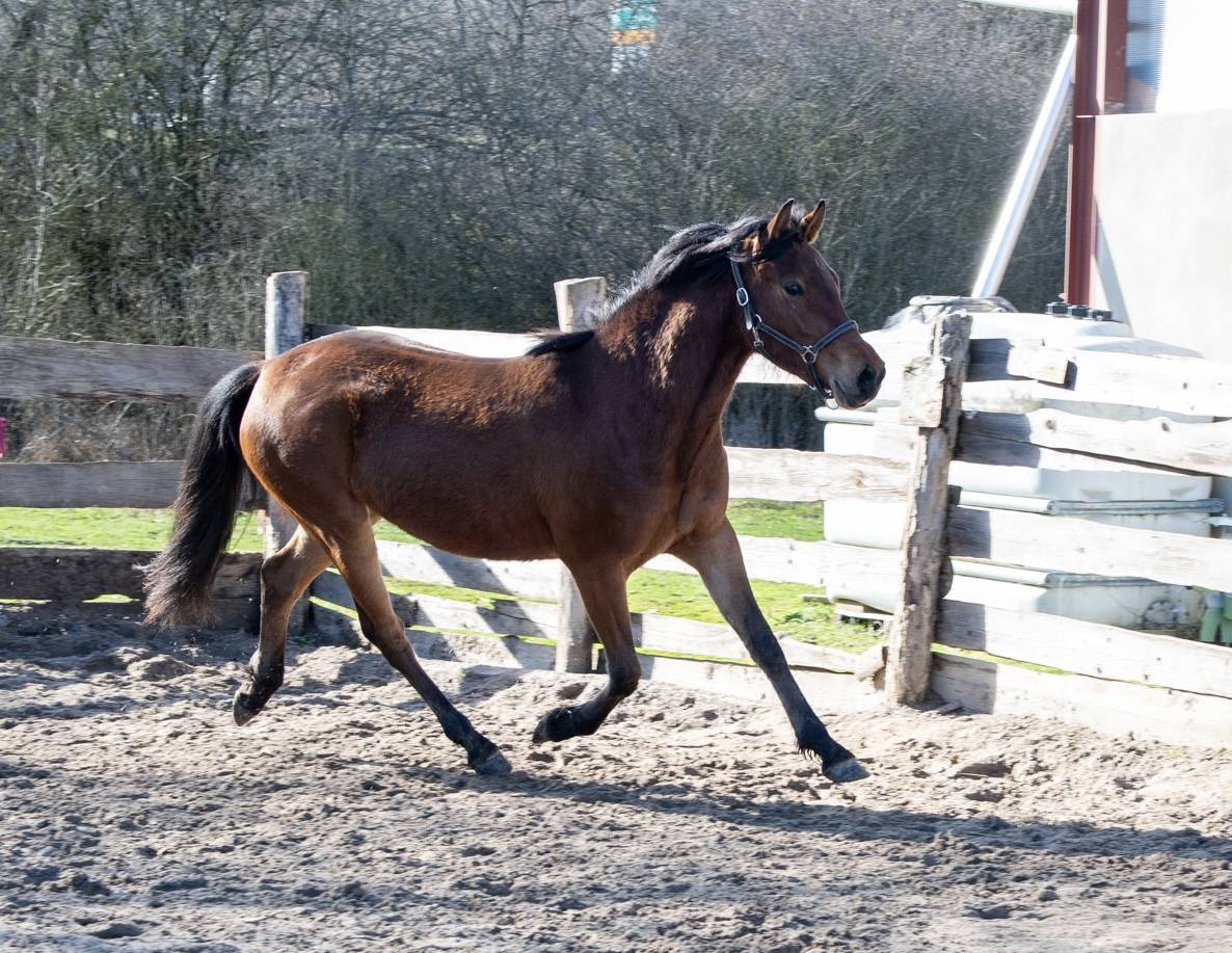 Jument, taille D, PP DRP