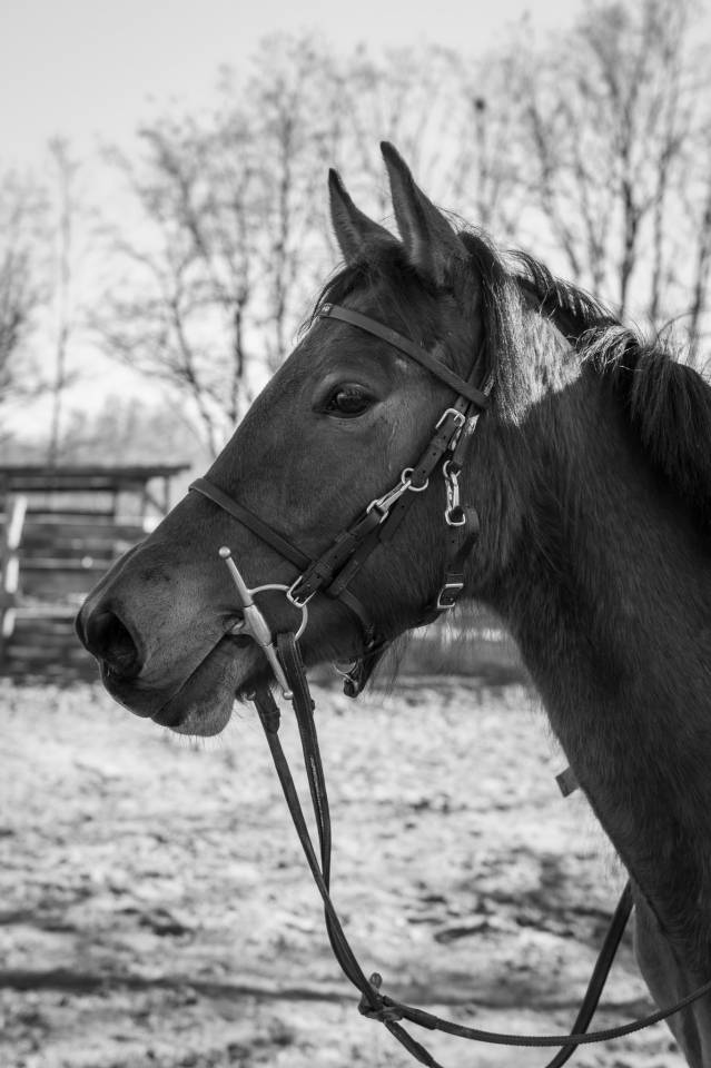 Jument, taille D, PP DRP