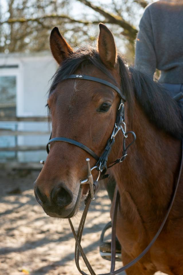 Jument, taille D, PP DRP