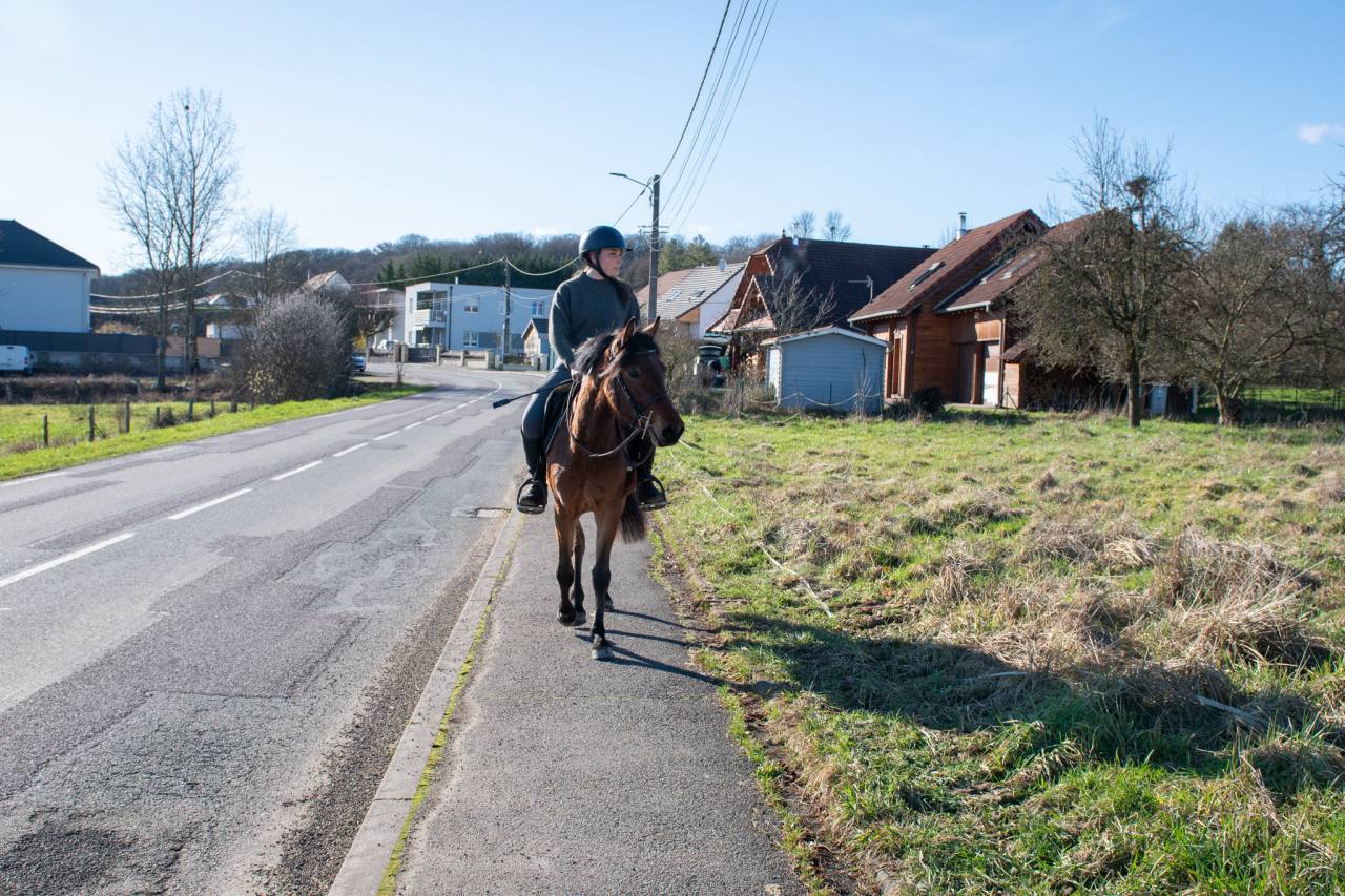 Jument, taille D, PP DRP