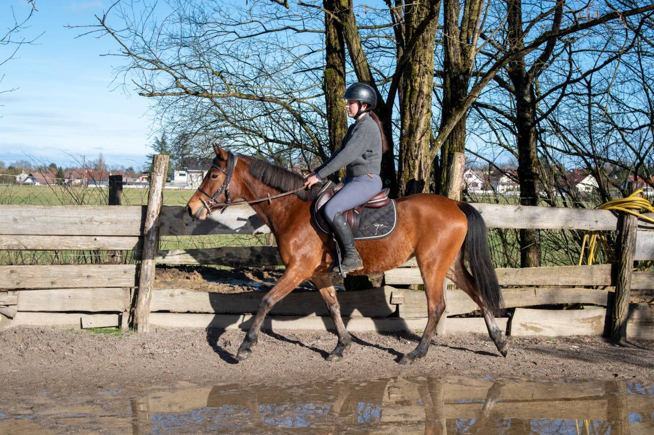 Jument, taille D, PP DRP