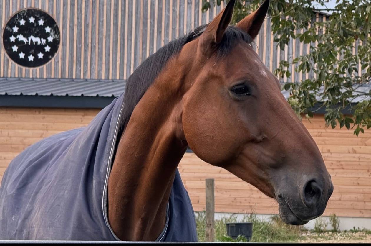 Cheval ma&icirc;tre d'&eacute;cole &agrave; vendre